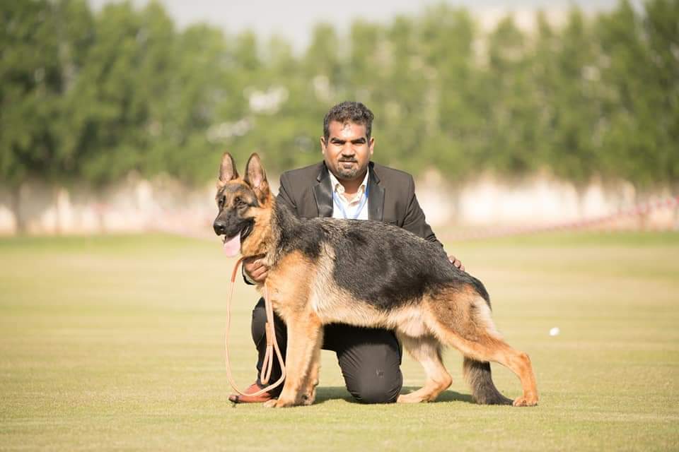 public/dog_images/11712/1653398712.WhatsApp Image 2022-05-24 at 6.13.34 PM.jpeg